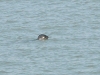 dsc 4826.jpg Phoque veau-marin (Phoca vitulina) à Ault