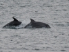 dsc 2547.jpg Grands dauphins Tursiop truncatus au Raz de Barfleur dans la Manche