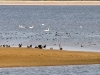 DSC 6338.jpg Cygnes tuberculés, foulques macroule, hérons cendrés, fuligules milouin, canards colverts et grands cormorans au lac d'Amance