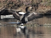 dscn 5534.jpg Grand cormoran Phalacrocorax carbo au Fortin