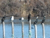dscn 5555.jpg Grands cormorans et goélands leucophées sur les palissades des bordigues devant le Fortin