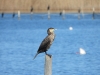 dscn 5576 Grand cormoran Phalacrocorax carbo devant le Fortin