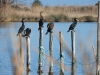 dscn 5596.jpg Grands cormorans Phalacrocorax carbo sur les palissades des bordigues devant le Fortin