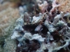 dsc 1085.jpg Nudibranche Bornella anguilla à Dicky's knob, mer de Bismarck, PNG