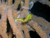 epv 0097.jpg Hippocampe épineux ou Hippocampus histrix en baie de Coron sur l'épave de l' Olympia Maru