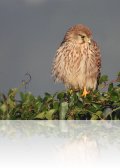 dscn 4635.jpg Faucon crécerelle femelle Falco tinnunculus à Capitello (Porticcio)