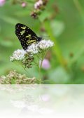 ch8a 3190.jpg Papillon dans le parc  national de Lore lindu, Sulawesi central