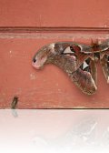 ch8a 3394.jpg Papillon de nuit Attacus erebus au camping Tambing à Palu au Sulawesi central