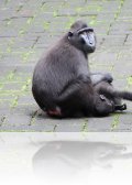 dscn 0610.jpg Macaques noirs Macaca nigra dans le parc national de Tangkoko au Sulawesi nord