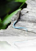 Lézard non déterminé dans les jardins du restaurant Gardenia à Tomohon au Sulawesi nord