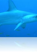 p 1240022.jpg Requin marteau Sphyrna lewini à Alcyone