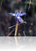 dsc 7811.jpg Iris nain iris lutescens à Belén