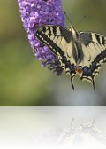 dsc 0293.jpg Machaon Papilio machaon 