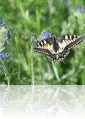 dsc 4321.jpg Machaon Papilio machaon à Metochi