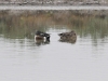 DSC 3278.jpg Couple de canards souchet au parc ornithologique du Pont de Gau