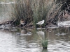 DSC 3339.jpg Chevalier stagnatile et barge à queue noire au parc ornithologique du Pont de Gau