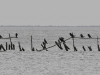 DSC 3564.jpg Perchoirs à grands cormorans sur l'étang de Vaccarés près de la Capelière