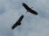 dsc 2731.jpg Cigogne épiscopale & vautour charognard en forêt de Kafountine