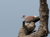 dsc 2949.jpg Pigeon roussard Colomba guinea dans la réserve ornithologique de Kassel