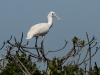 dsc 3938.jpg Spatule d'Afrique juvénile Platalea alba dans la mangrove de Diana