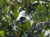 dsc 3946.jpg Poussin de spatule d'Afrique Platalea alba au nid dans la mangrove de Diana