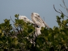 dsc 3955.jpg Pélicans gris Pelecanus rufescens dans la mangrove de Diana