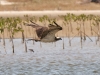 Balbuzard pêcheur Pandion haliaetus dans la mangrove de Diana
