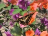 dsc 1967.jpg Papillon dans les bougainvillés de l'hôtel Atlantic Abéné