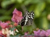 dsc 2735.jpg Papillon Papilio demodocus dans les jardins de l'hôtel Atlantic Abéné