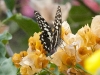 dsc 2737.jpg Papillon Papilio demodocus dans les jardins de l'hôtel Atlantic Abéné