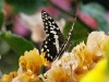 dsc 2738.jpg Papillon Papilio demodocus dans les jardins de l'hôtel Atlantic Abéné