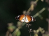 dsc 4013.jpg Papillon Petit monarque Danaus chrysippus près de l'hôtel Atlantic Abéné