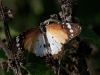 dsc 4017.jpg Papillon Petit monarque Danaus chrysippus près de l'hôtel Atlantic Abéné