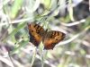 dsc 4116.jpg Papillon à Abéné