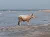dsc 2316.jpg Vache en bord de mer à Abéné