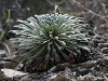 dsc 5347.jpg Saxifrage des Pyrénées Saxifraga longifolia au Congost Mont-Rebei