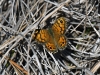 dsc 5839.jpg Papillon Mégère Lassiommata megera au mirador de Garxal dans le nord du delta de l'Ebre
