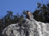 dsc 5221.jpg Faucon pélerin Falco peregrinus à l'embassament de Canelles sur le rio Noguera Ribagorçana