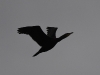 dsc 5457.jpg Grand cormoran Phalacrocorax carbo à l'Estany d'Ivars