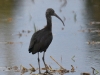 dsc 5582.jpg Juvénile d'ibis falcinelle Plegadis falcinellus dans le sud du delta de l'Ebre à Riet Vell