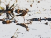 dsc 5794.jpg Vanneau huppé Vanellus vanellus au mirador de l'Enbut dans le sud du delta de l'Ebre