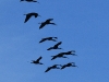 dsc 5908.jpg Vol d'ibis falcinelle Plegadis falcinellus au port de Fangar dans le nord du delta de l'Ebre