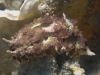 dsc 0052.jpg Nudibranche Ceratosoma miamirama à Ali baba II, baie de Kampana, Togians, Sulawesi