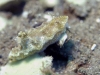 dsc 0327.jpg Nudibranche Ceratosoma sinuatum à Lawadi, Milne bay, PNG