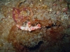 img 0531.jpg Nudibranche Ceratosoma trilobatum à Retak larry, Lembeh, Sulawesi