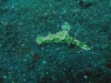 img 0610.jpg Nudibranche Ceratosoma tenue à Teluk Kambahu (DTK3), Lembeh, Sulawesi