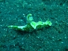 img 0614.jpg Nudibranche Ceratosoma tenue à Teluk Kambahu (DTK3), Lembeh, Sulawesi