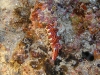 pa 020215.jpg Ceratosoma magnifica à Pink beach, parc national de Komodo, Indonésie