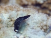 dsc 0059.jpg Limace de mer Chelidonura inornata à Cherrie's reef, Milne bay, PNG