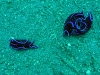 epv 0513.jpg Limaces de mer Chelidonura varians à Paradise dive, Tulamben, Bali, Indonésie
